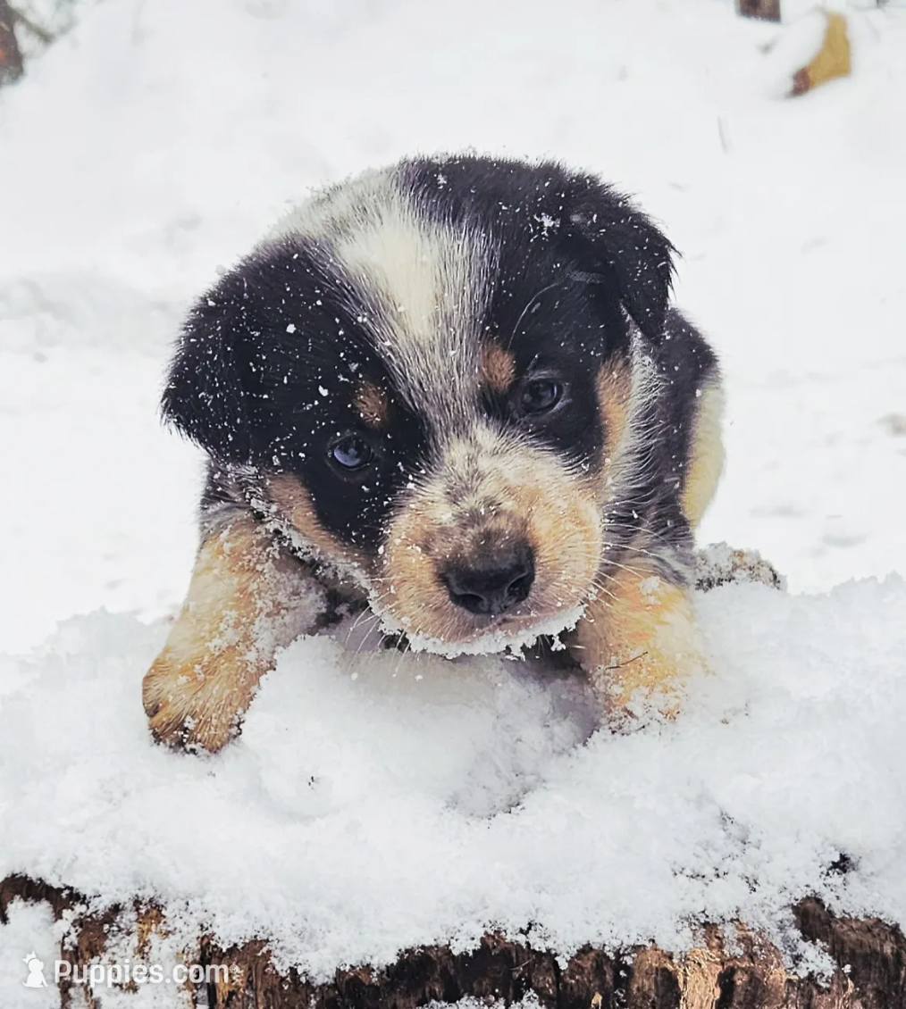 Bingo's Parish Mutts